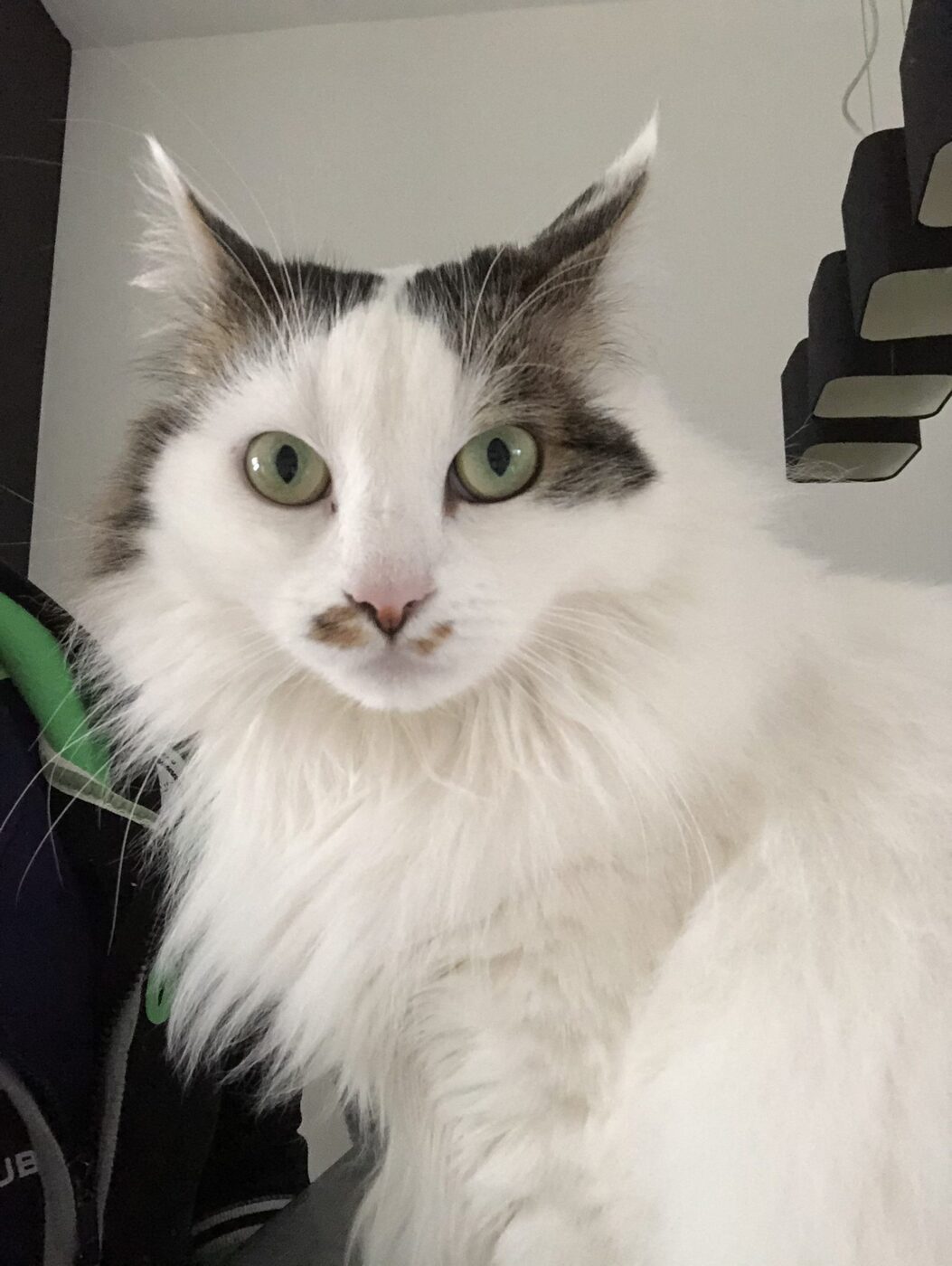 Nala, de ragdoll van Danny